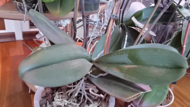 По орхидеям с компасом. Цветоносов очень много Надо что-то делать.