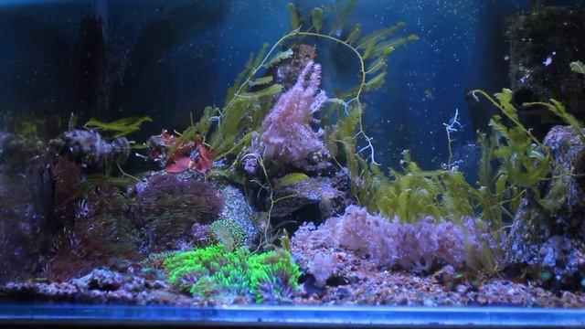 Море 60 литров. Эксперимент 6 месяцев. смотреть онлайн