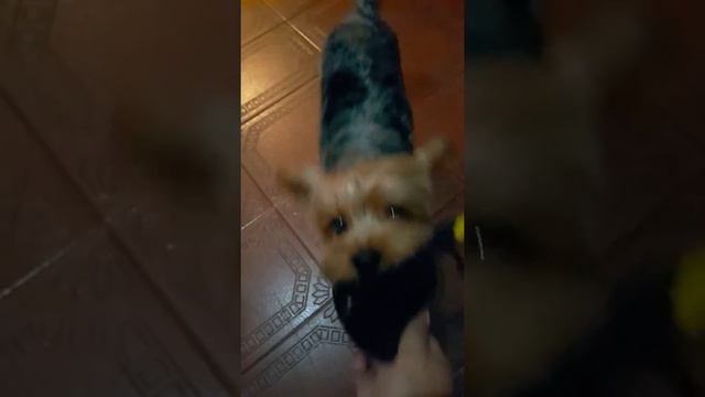 Bob e seu angry bird смотреть онлайн