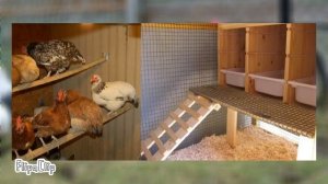 уход за курами , для начинающих!