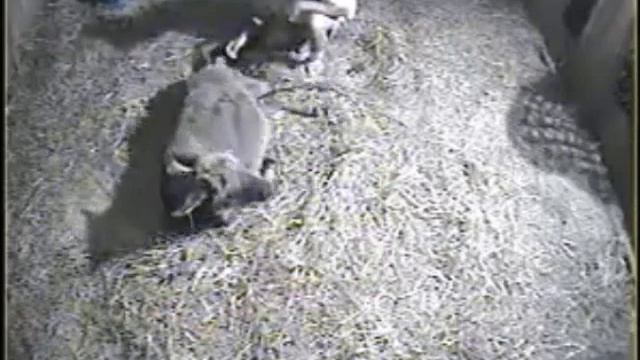 Half Ass Acres - Toy - Foaling - 6/3/15 смотреть онлайн