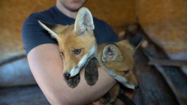 ДНЕВНИК ЛИСЫ. Няньчу и приучаю к рукам. смотреть онлайн