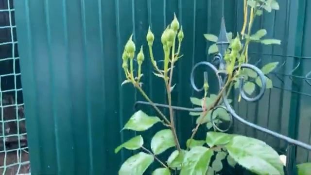 Ремонтные Волшебства