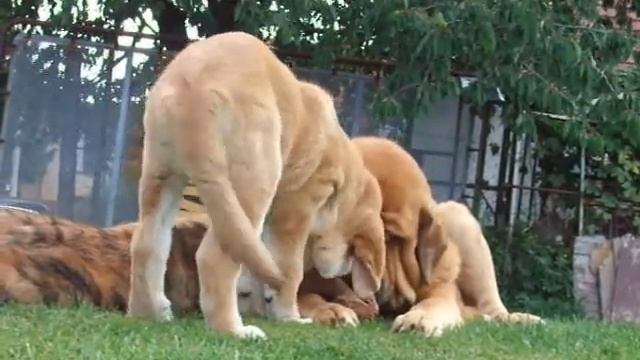 Little thief Gryffindor Tornado Erben :-) смотреть онлайн
