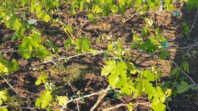 Виноград и то что вы о нем не знали. смотреть онлайн