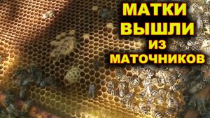 Матки правильно вышли из маточников.