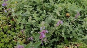 Где и зачем посадить растение Котовник или мой котовник на альпийской горке