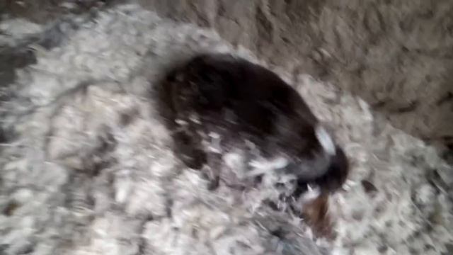 Пёс Мини порвал подушку как тряпку смотреть онлайн