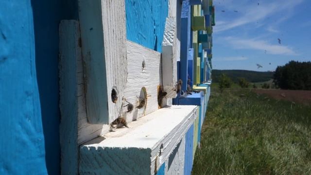 Наша пасека на эспарцете смотреть онлайн