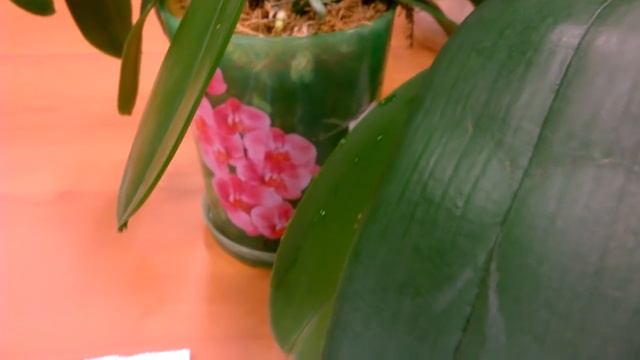 Как нарастить корни орхидеям _ 2 способа смотреть онлайн