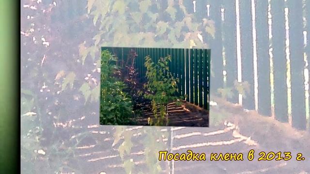 Клен татарский (клен Гиннала). Какие кустарники посадить на даче? смотреть онлайн