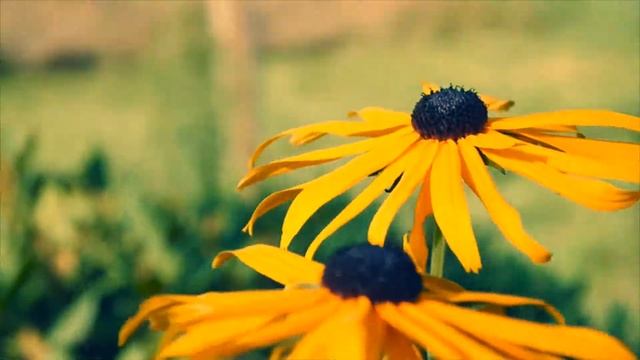 Lumix DMC G3 short video test смотреть онлайн