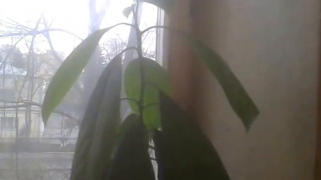 Подкормка перцев Байкал М1,цветение перцев смотреть онлайн