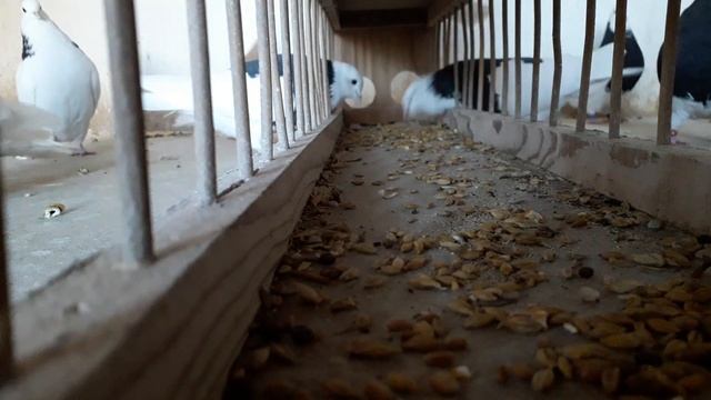 Кормление пермских высоколётных голубей. Кировская область. смотреть онлайн