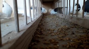 Кормление пермских высоколётных голубей. Кировская область.