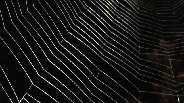 Паук и чудо - ловушка.Spider web. смотреть онлайн