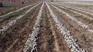 Сорт лука  Стардаст (белый лук), сезон 2015