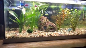 ЛЯЛИУС - УХОД, СОДЕРЖАНИЕ, РАЗВЕДЕНИЕ | АКВАРИУМНЫЕ РЫБЫ #6