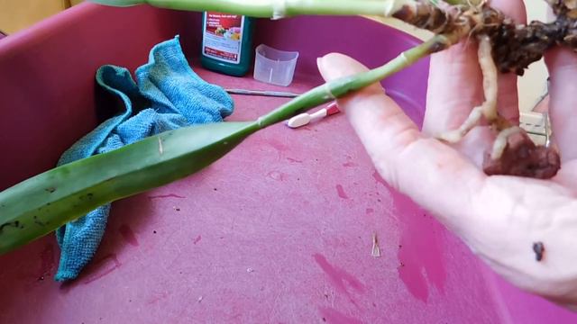 I spy and two repots of orchids I had thrown in the compost! смотреть онлайн