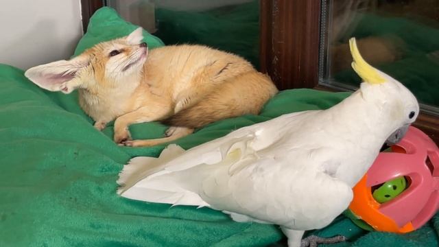 Fox Tin Tin looks at a parrot and thinks if it's food or not смотреть онлайн