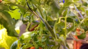 Формирование перца и томатов на гидропонике