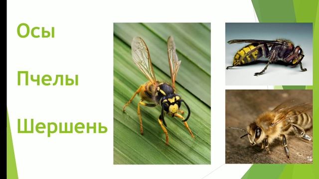 ОБЖ | Тема: Лесные опасности. смотреть онлайн