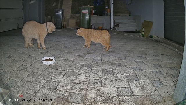 EZVIZ C3W Pro - Spotlight Fight Sample - 2 Meowsicians ? смотреть онлайн