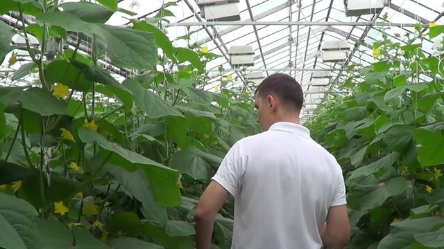 Moshkin.club Как правильно выселять Phytoseiulus persimilis смотреть онлайн