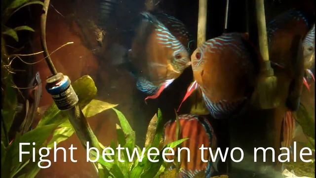 Two pair wild discus, wrigglers, eggs and fight смотреть онлайн