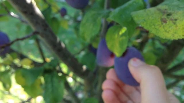 Слива в нашем Саду смотреть онлайн