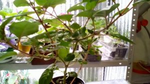 Прищипка Фуксии.