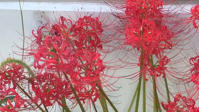 LICORICE- ЛИКОРИС