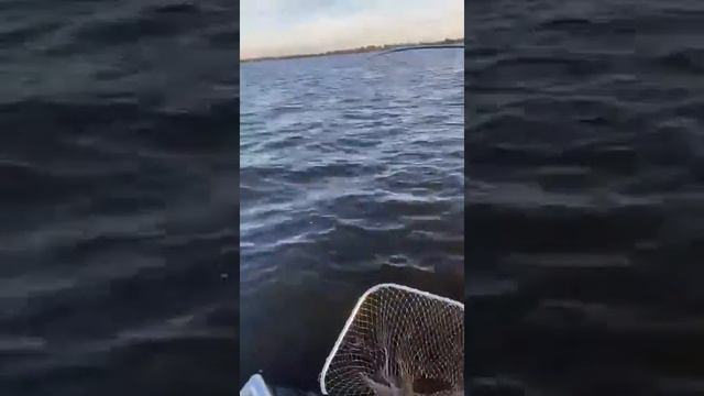 Щука на Мышь смотреть онлайн