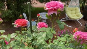 РОЗА ПРИНЦЕСС АЛЕКСАНДРА ОФ КЕНТ