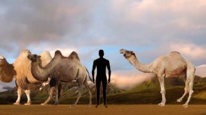 Camel Breeds & Species Size Comparison in 2022 | Llama Breeds & Species size (Living vs Extinct)