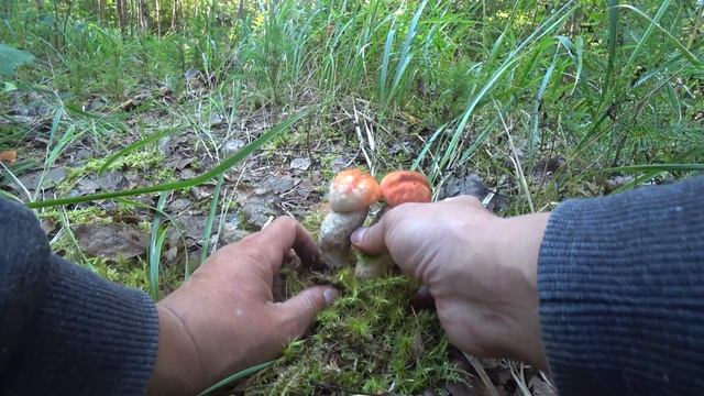 Достойные поляны подосиновиков | Сбор благородных грибов в смешанном лесу | Красные грибы 2020 смотреть онлайн