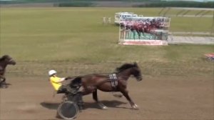 Конные скачки. 2х и 3х летних рысаков.