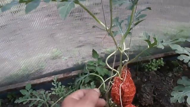Сетки для арбузов и подложка для сохранения влаги.Сад Зауралья. смотреть онлайн