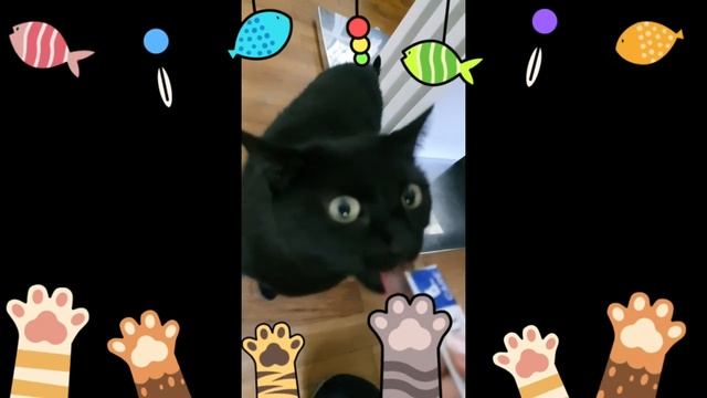 Наша Мурка чавкает, Кот ест, чёрный кот смотреть онлайн