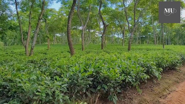 Karnafuli Tea Garden-Fatikchhari, Chattogram @BD29Multimedia @Bongo-BD смотреть онлайн