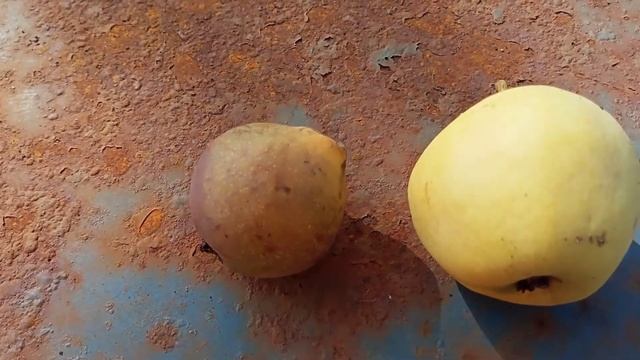 Груша гнилычка или гнилушка! смотреть онлайн