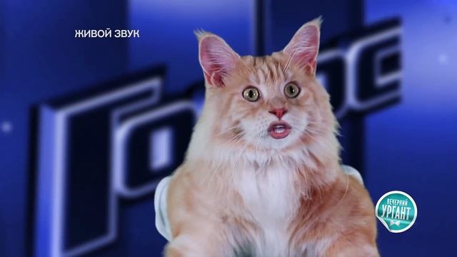 Кошачий Голос смотреть онлайн
