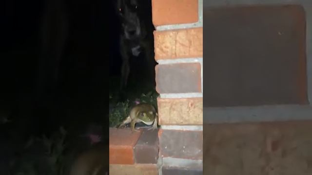 Жаба пищит #shorts #мем #жаба смотреть онлайн