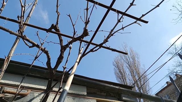 Правильная обрезка винограда на беседке. смотреть онлайн
