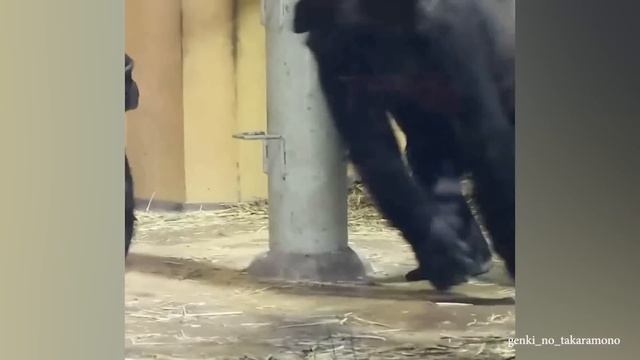 Laugh a Lot With The Funny Moments Of Monkeys ? Funniest Animals Video смотреть онлайн