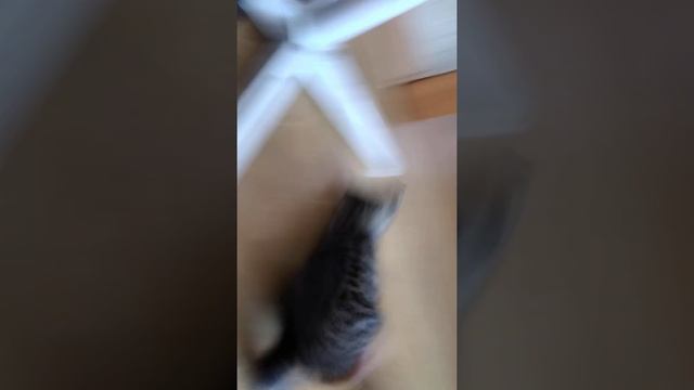 Вот как взбесить кота смотреть онлайн