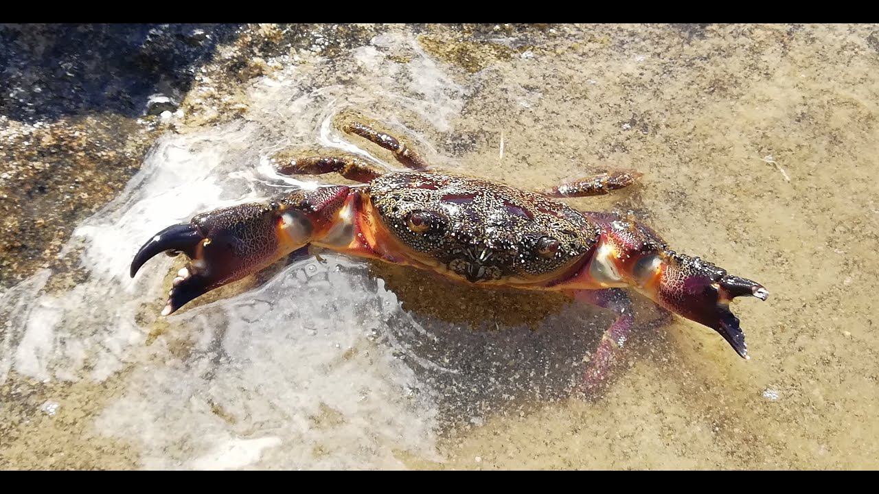 Крабы Черного Моря - краб каменщик смотреть онлайн