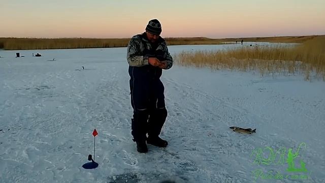 РЫБАЛКА В ТУРГАЕ НА ЖЕРЛИЦЫ, ЩУКА НЕ ДАЁТ НАМ ПОКОЯ, ФЛАЖКИ ГОРЯТ, ГОЛОДНЫЕ ЩУКИ, ПРИЯТНАЯ БЕГОТНЯ! смотреть онлайн