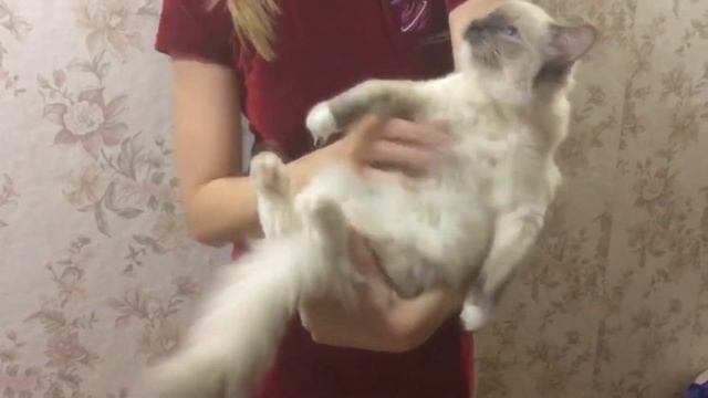 Ragdoll Relax смотреть онлайн