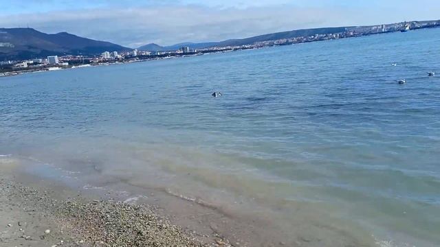 УТКИ И ЧАЙКИ.БИРЮЗОВОЕ МОРЕ В ГЕЛЕНДЖИКЕ смотреть онлайн